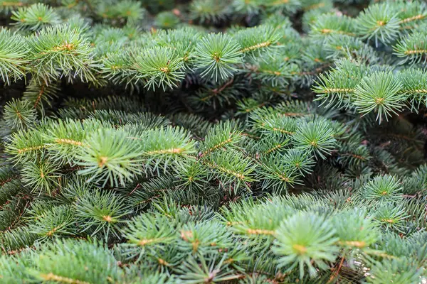 Bakgrund av fir grenar — Stockfoto