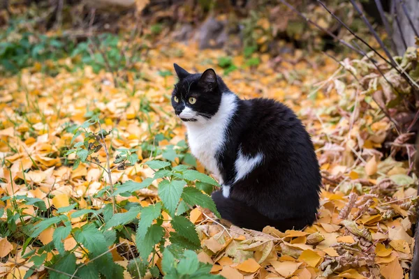 Svart vit katt på hösten matta av gula blad — Stockfoto