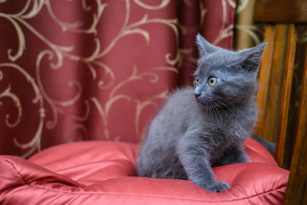 The little grey kitten — Stock Photo, Image