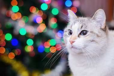 Beyaz kedi ve Noel ışıkları