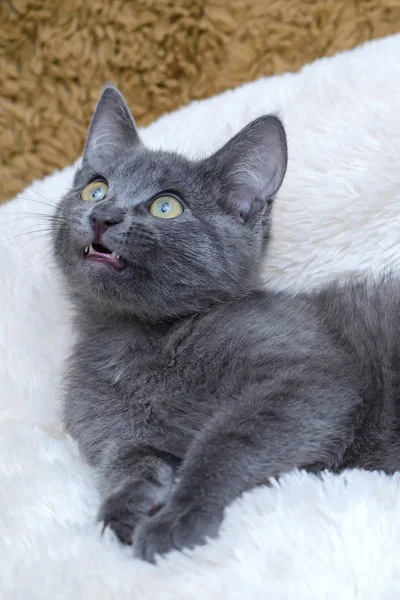 Grey kitten lying on a white blanket — Stock Photo, Image