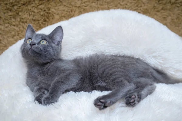 Серый котёнок лежит на белом одеяле — стоковое фото