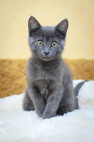 Funny gray kitten — Stock Photo, Image