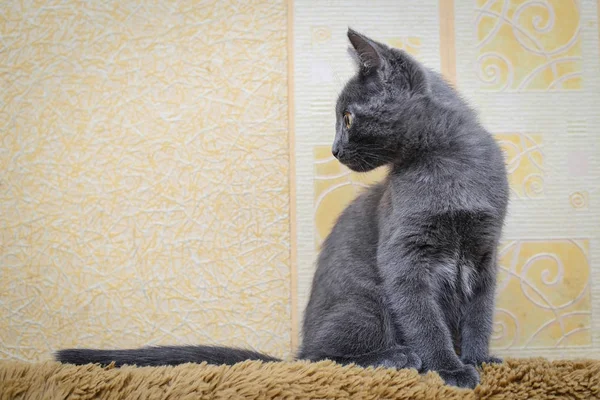 Gattino grigio guardando di lato — Foto Stock
