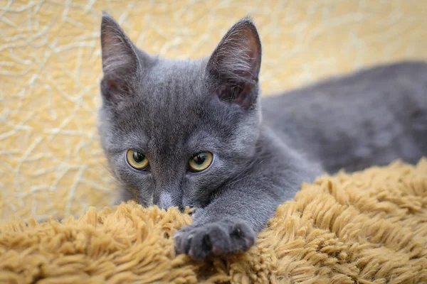 Серый котёнок сосёт шерстяное коричневое покрывало — стоковое фото