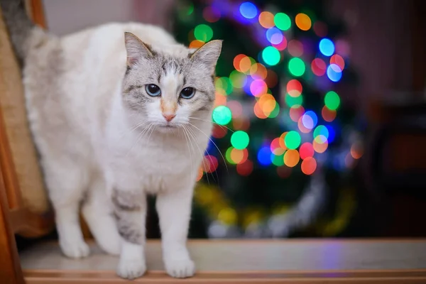 Christmas picture with the white cat and colorful lights — Stock Photo, Image