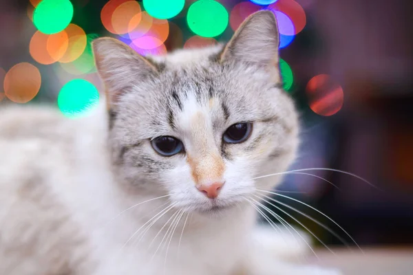 White cat and Christmas lights — Stock Photo, Image