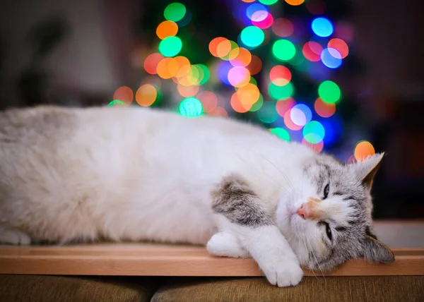 Bílá nadýchaná kočka spící na vánoční osvětlení — Stock fotografie