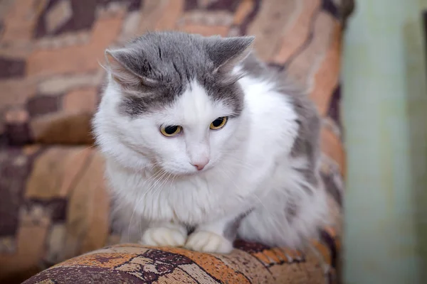 Gatto bianco grigio seduto sul bracciolo del divano o della sedia — Foto Stock