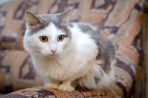 Gatto bianco grigio seduto sul bracciolo del divano o della sedia — Foto Stock