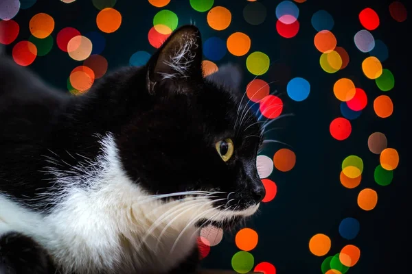 Black and white cat on a background of colored lights — Stock Photo, Image