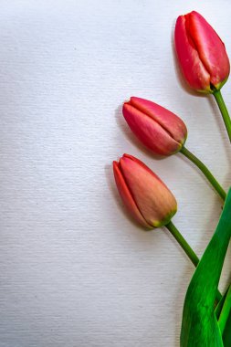 Bir kağıt parçası üzerinde üç kırmızı lale