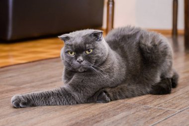 Gri kedi yerde yatıyor