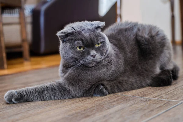 Gatto grigio si trova sul pavimento — Foto Stock