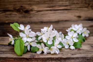 Ahşap arka plan üzerinde çiçek açan elma ağacının dalını