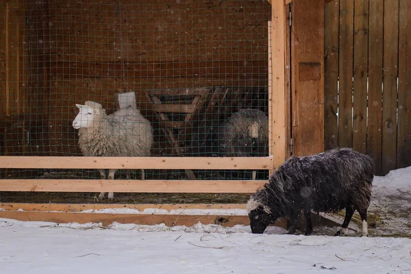 Sheeps in winter tuin en schuur — Stockfoto