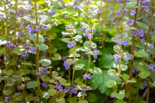 太陽の下で小さな紫色の花 — ストック写真