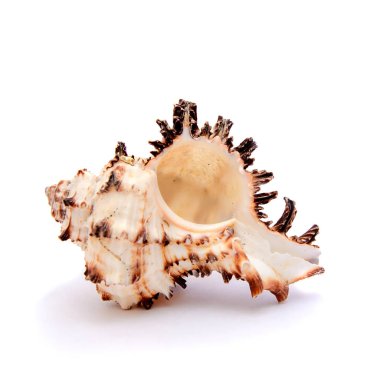 beyaz arkaplanda kabuk