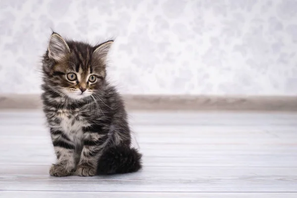 Piccolo gattino divertente sul pavimento — Foto Stock