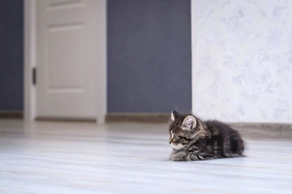 Pequeño gatito divertido en el suelo —  Fotos de Stock