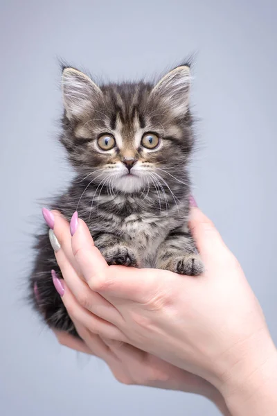 Pequeño gatito peludo lindo en primeras manos —  Fotos de Stock