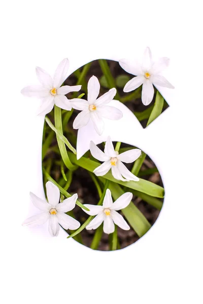 Número seis: plantilla blanca con flores pequeñas — Foto de Stock