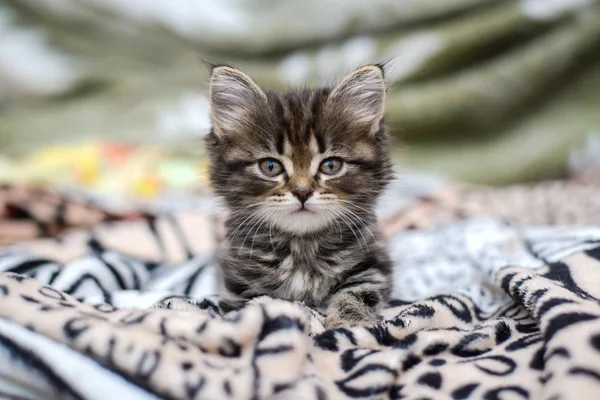 Um pequeno gatinho jaz na cama — Fotografia de Stock