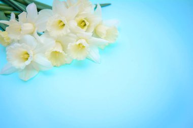 Açık sarı mavi zemin üzerine beyaz nergis ile buket