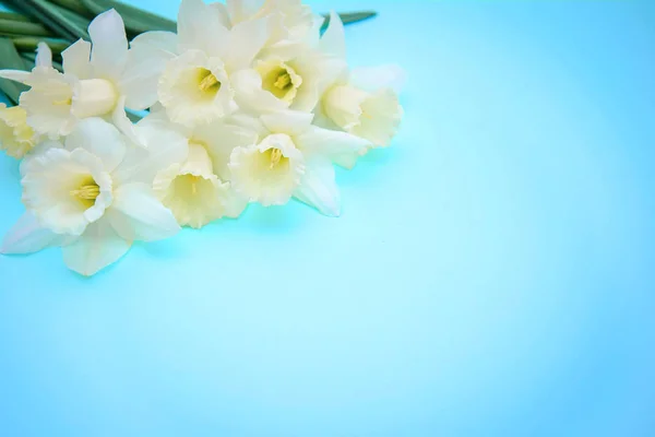 Ramo de amarillo claro con narcisos blancos sobre fondo azul — Foto de Stock