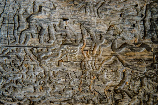 Texture of wood eaten by bugs