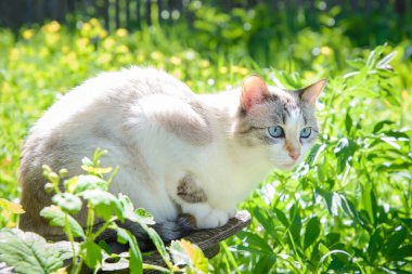 Bahçede yazın mavi gözlü güzel beyaz bir kedi.