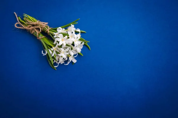 Pequenas flores brancas chionodoxa no fundo azul, espaço de cópia — Fotografia de Stock