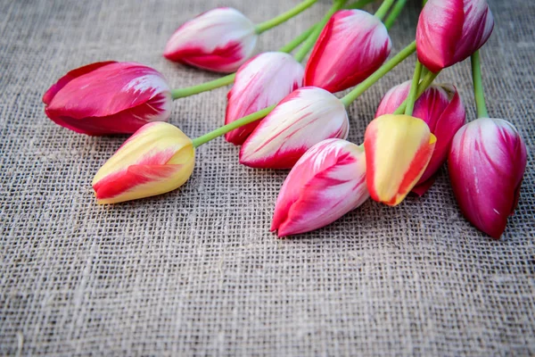 Яскраві тюльпани на фоні мішковини — стокове фото
