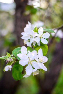 Çiçek açan elma ağacının güzel dalı