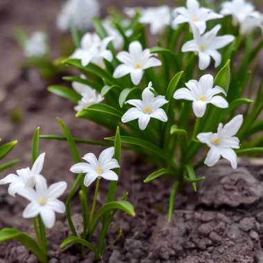 Small white spring flowers chionodoxa