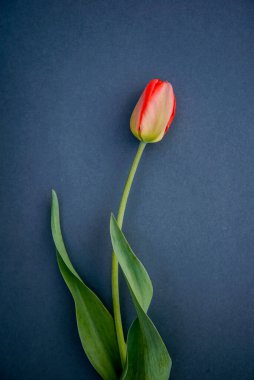 Koyu gri arkaplanda bir kırmızı Tulip, dikey fotoğraf, kartpostal tasarımı, kapak, baskı