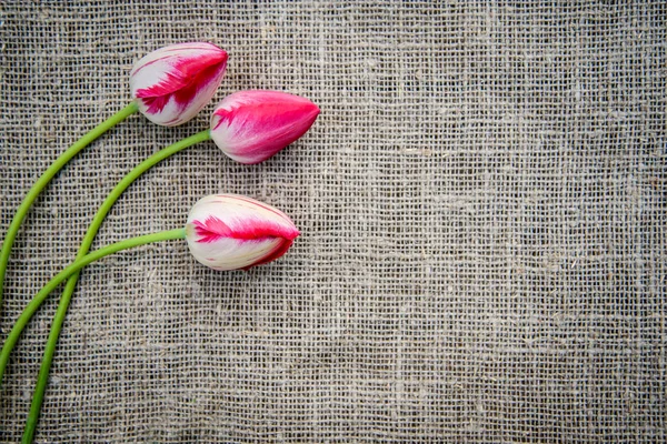 Beautiful Bouquet Bright Pink Colorful Tulips Canvas Background Copy Space — Stock Photo, Image