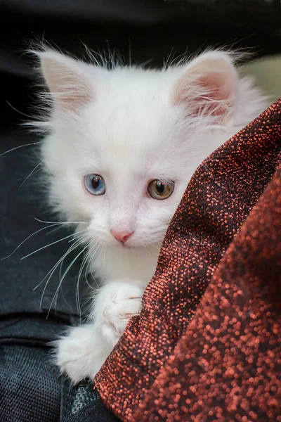 White Cute Furry Kitten Multicolored Eyes Hiding Wardrobe — Stock Photo, Image