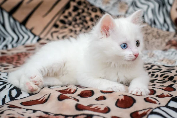 Милый Белый Пушистый Котенок Разноцветными Глазами Торчащим Языком Лежит Пестром — стоковое фото