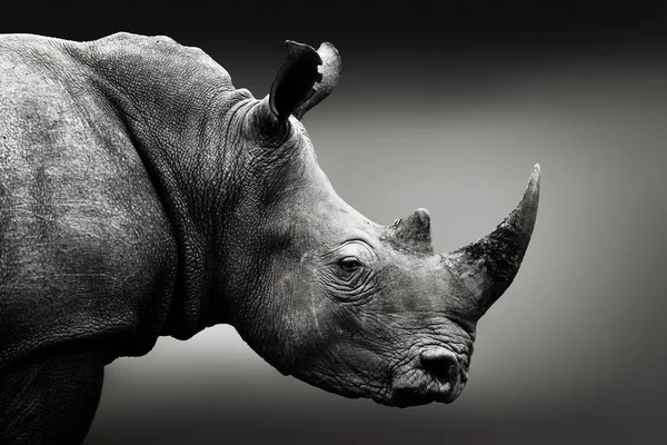 흑백에서 코뿔소입니다. 미술입니다. 남아프리카 공화국 — 스톡 사진
