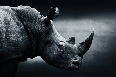 Highly alerted rhinoceros monochrome portrait. Fine art, South Africa clipart