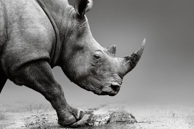 Gergedan cep Pilanesberg Ulusal Parkı'nda ise kapatın. Güzel Sanatlar, tek renkli. Rhinocerotidae. Ceratotherium simum