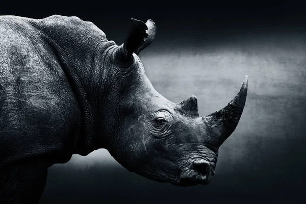 Highly alerted rhinoceros monochrome portrait. Fine art, South Africa — Stock Photo, Image