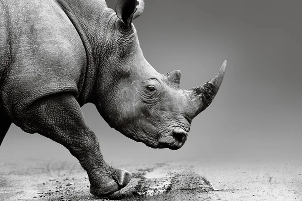 Nashörner Aus Nächster Nähe Und Mobil Pilanesberg Nationalpark Bildende Kunst — Stockfoto