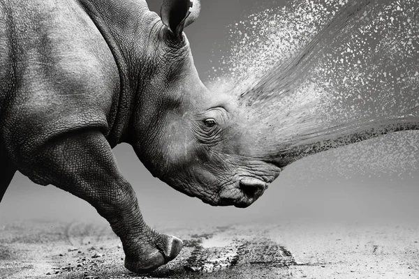 Rhino Close While Mobile Horns Disappearing Due Poaching Ceratotherium Simum — Stock Photo, Image