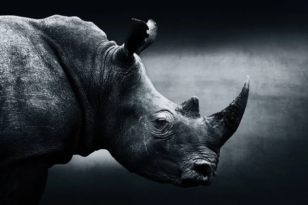 Retrato monocromático de rinoceronte altamente alertado. Belas artes, África do Sul — Fotografia de Stock