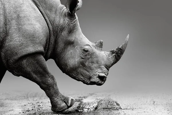 Rhino Fechar Enquanto Móvel Parque Nacional Pilanesberg Bela Arte Monocromática — Fotografia de Stock