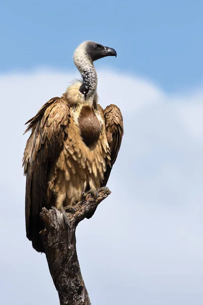 Vulturul Cocoțat Ramură Parcul Kruger Gyps Africanus Vulturul Sprijinit Albi — Fotografie, imagine de stoc