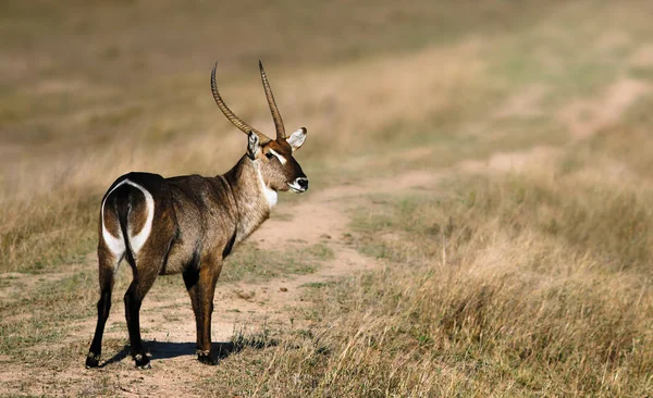Waterbok Stier Camera Met Schrijven Kopie Ruimte Staren Kruger National — Stockfoto
