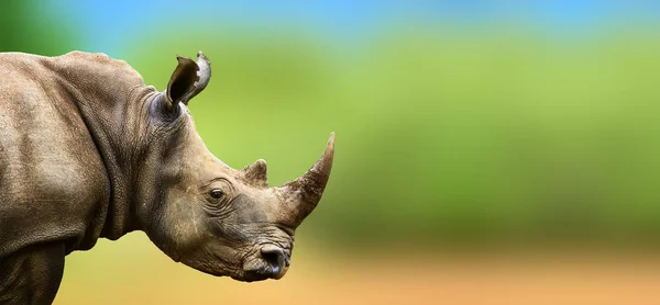 Highly Alerted Rhino Staring Watchful Distance Ceratotherium Simum — Stock Photo, Image